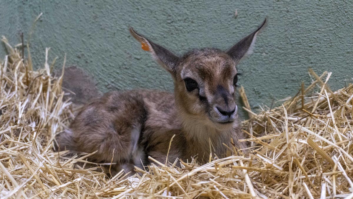 Gacela de Thomson recién nacida en Bioparc Valencia descansando en paja