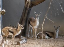 Gacelas de Thomson en Bioparc Valencia en un ambiente controlado
