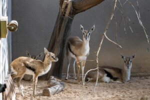 Gacelas de Thomson en Bioparc Valencia en un ambiente controlado