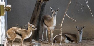 Gacelas de Thomson en Bioparc Valencia en un ambiente controlado