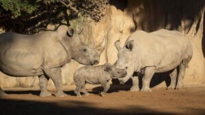 Kairu, la cría de rinoceronte, interactuando con su madre en Bioparc Valencia.