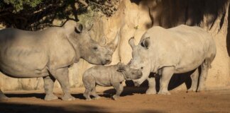 Kairu, la cría de rinoceronte, interactuando con su madre en Bioparc Valencia.