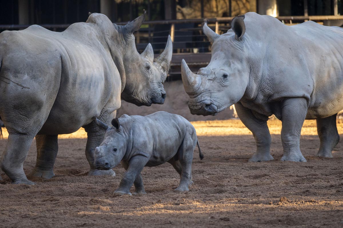 Kairu, la cría de rinoceronte, explorando con su madre en Bioparc Valencia