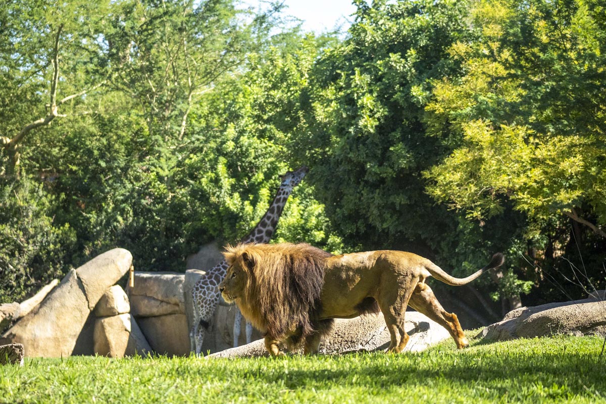 León caminando en la sabana africana con jirafa al fondo