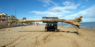 Máquina retirando tronco de la playa durante limpieza en Valencia
