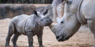 Rinocerontes en Bioparc Valencia durante su 18 aniversario