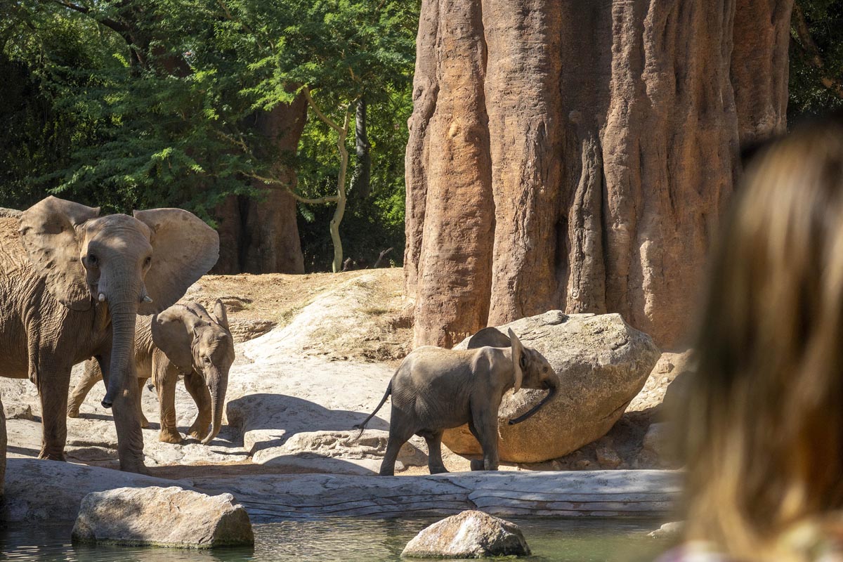 Visitantes observando elefantes en Bioparc Valencia