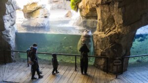 Visitantes observando hipopótamos en Bioparc Valencia