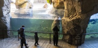 Visitantes observando hipopótamos en Bioparc Valencia