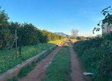 Camino rural en Rafelbunyol rodeado de naranjos y vegetación