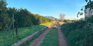 Camino rural en Rafelbunyol rodeado de naranjos y vegetación