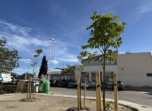 Millores en l’arbrat i iniciatives educatives impulsen un Alfara del Patriarca més verd Nuevo árbol plantado en Alfara del Patriarca con cielo azul