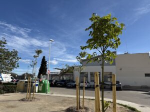 Nuevo árbol plantado en Alfara del Patriarca con cielo azul
