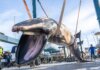 Una ballena rorcual común de 6,5 toneladas aparece muerta en el espigón del Real Club Náutico de València Ballena rorcual común muerta en el puerto de Valencia