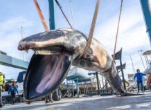 Ballena rorcual común muerta en el puerto de Valencia