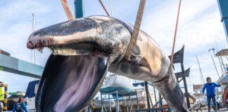 Ballena rorcual común muerta en el puerto de Valencia