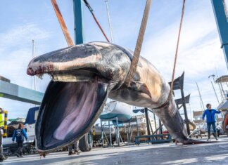 Una ballena rorcual común de 6,5 toneladas aparece muerta en el espigón del Real Club Náutico de València Ballena rorcual común muerta en el puerto de Valencia
