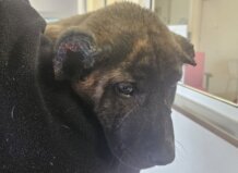 Cachorro maltratado siendo sostenido por una persona