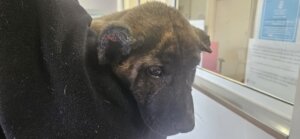 Cachorro maltratado siendo sostenido por una persona