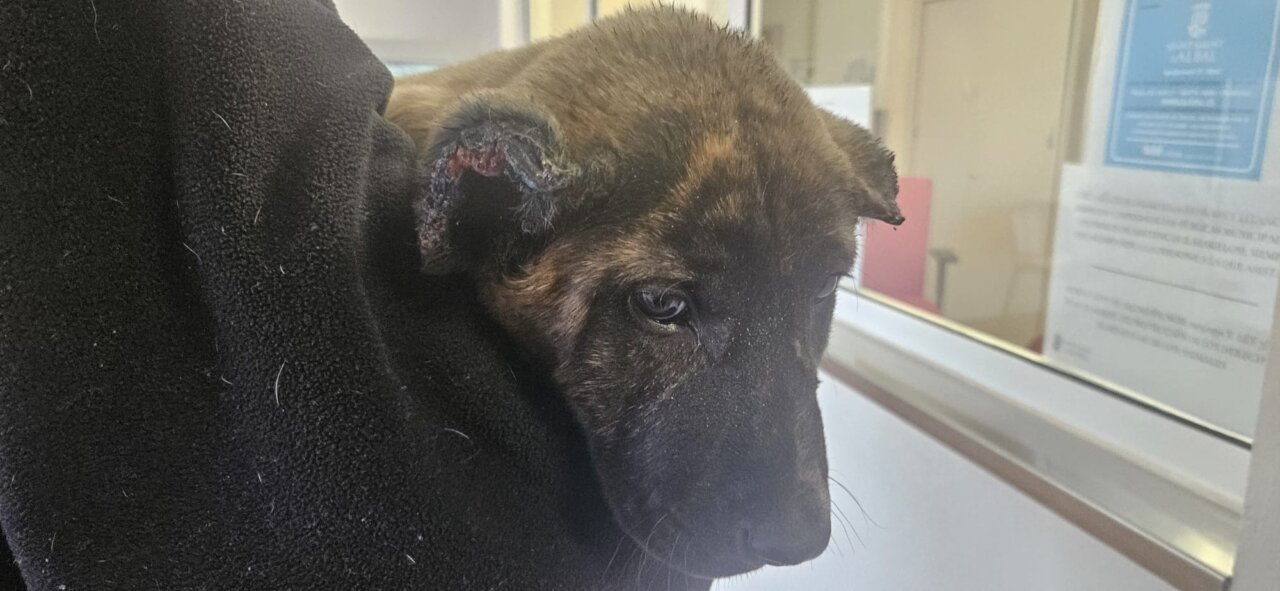 Cachorro maltratado siendo sostenido por una persona