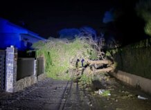Árbol caído en la calle debido a fuertes vientos en Torrent
