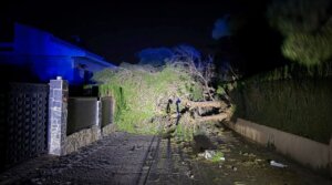 Árbol caído en la calle debido a fuertes vientos en Torrent