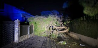 Árbol caído en la calle debido a fuertes vientos en Torrent
