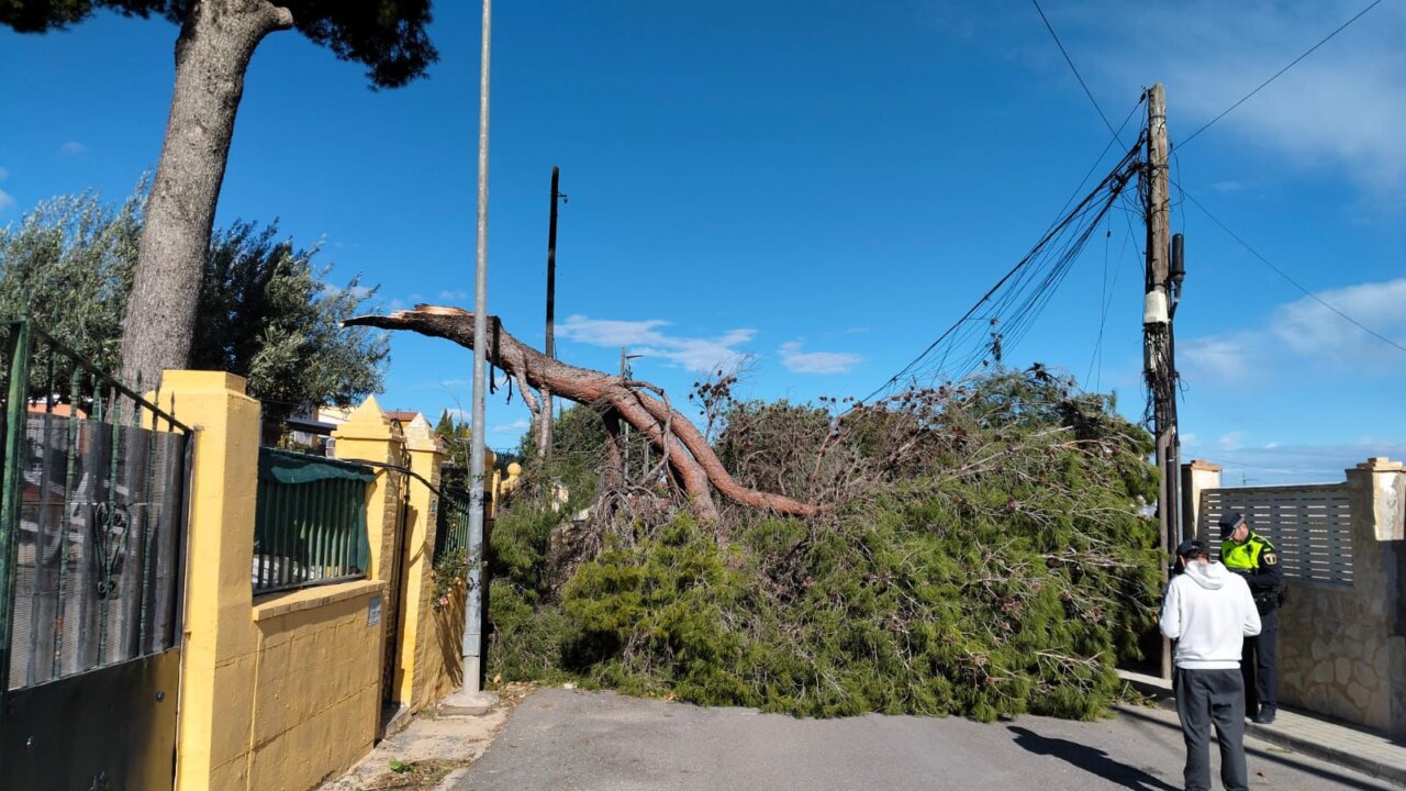 Árbol caído en la calle debido a fuertes rachas de viento en Torrent