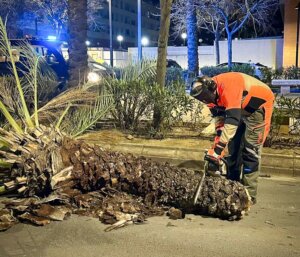 Un trabajador corta un árbol caído en la calle tras fuertes vientos en Torrent.