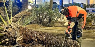 Un trabajador corta un árbol caído en la calle tras fuertes vientos en Torrent.