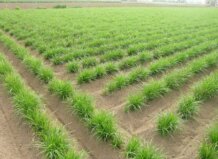 Campo de chufa en l'Horta Nord con plantas verdes en hileras