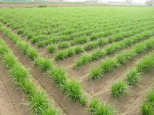 Campo de chufa en l'Horta Nord con plantas verdes en hileras