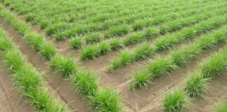 Campo de chufa en l'Horta Nord con plantas verdes en hileras