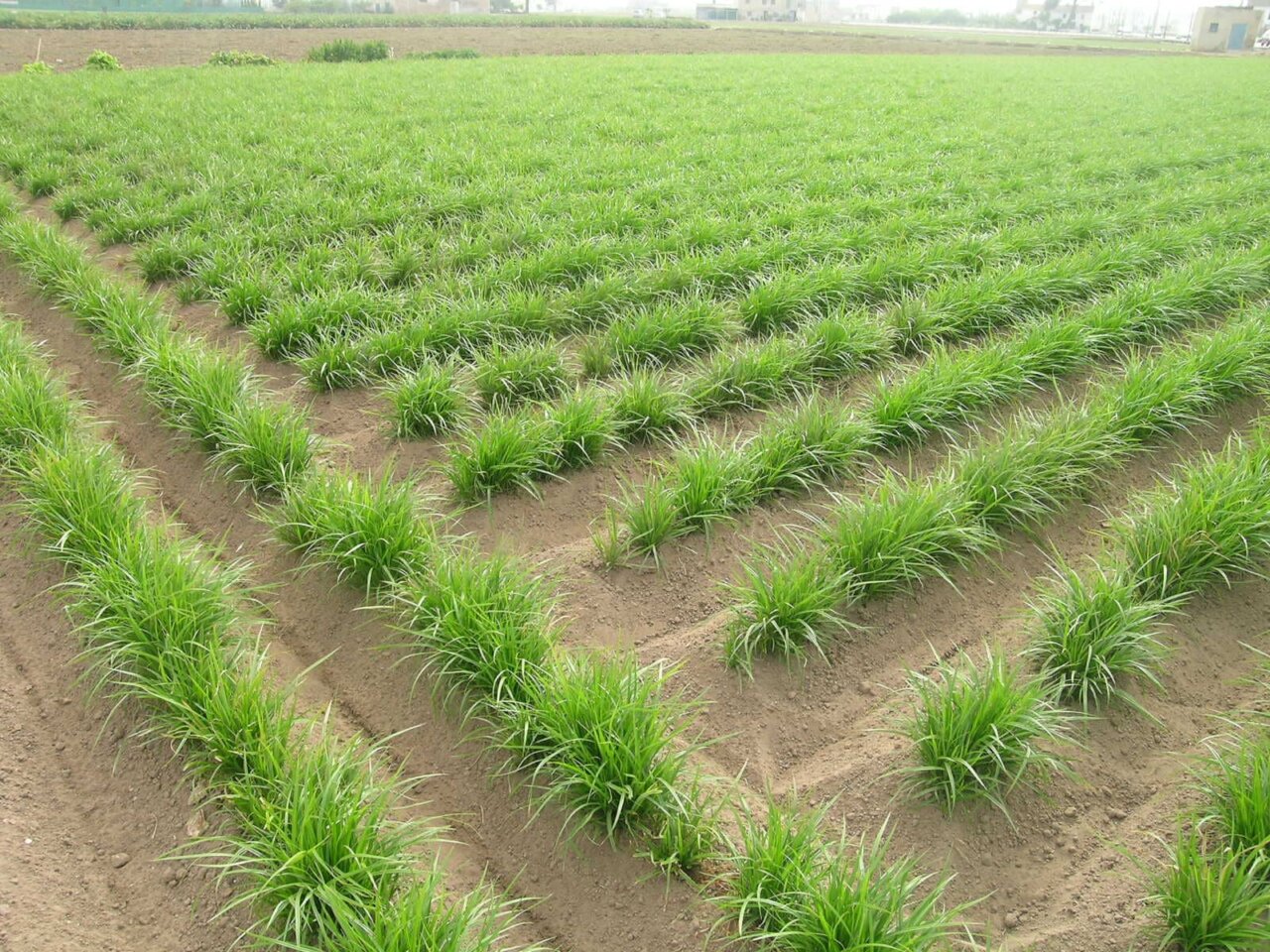 Campo de chufa en l'Horta Nord con plantas verdes en hileras
