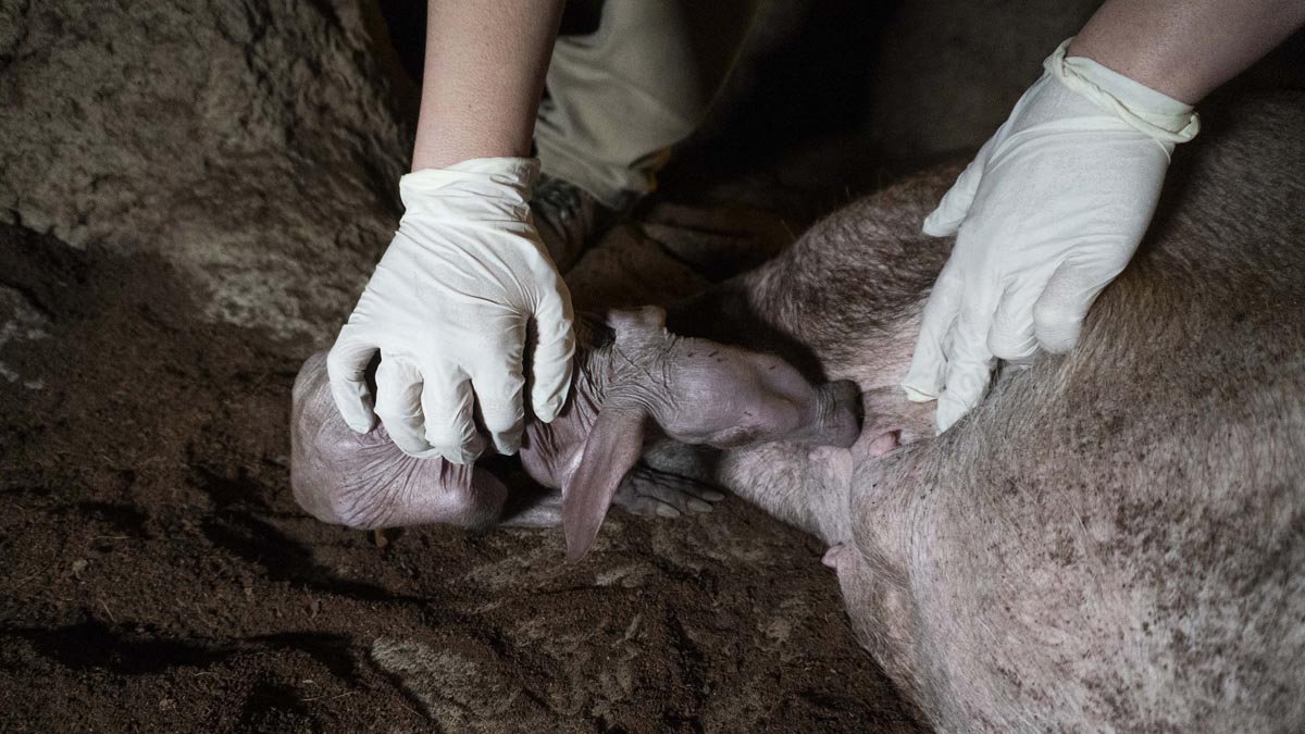 Equipo de Bioparc Valencia ayudando a un bebé oricteropo a mamar