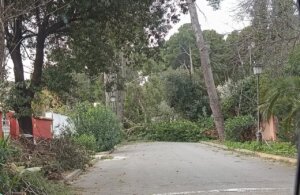Calle afectada por caída de ramas y árboles en l'Horta Nord