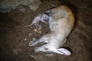 Una cría de oricteropo mamando de su madre en Bioparc Valencia