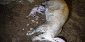 Una cría de oricteropo mamando de su madre en Bioparc Valencia