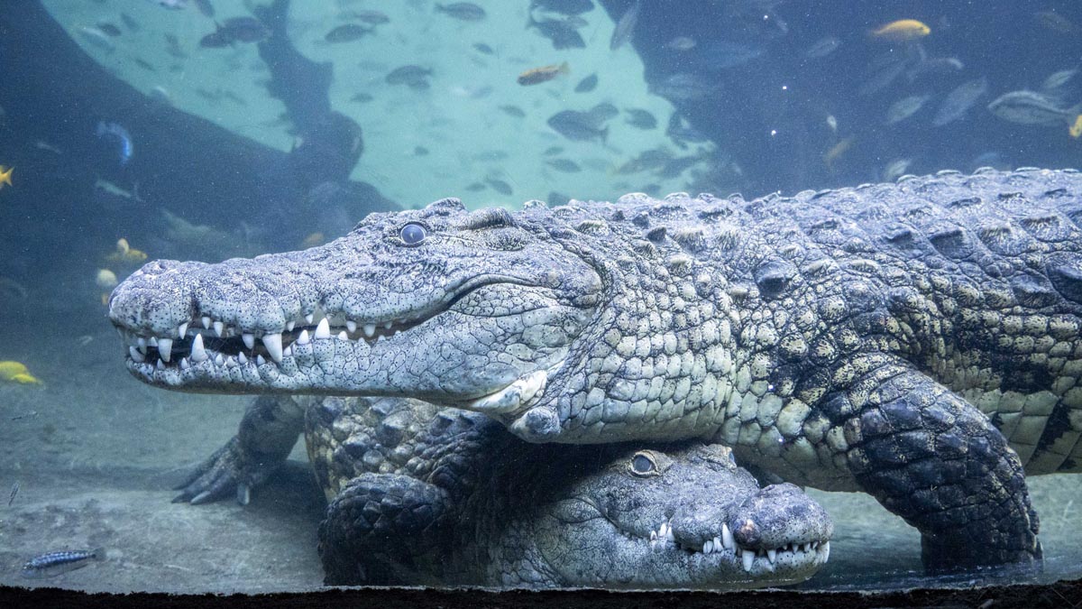 Día de los humedales en Bioparc Valencia