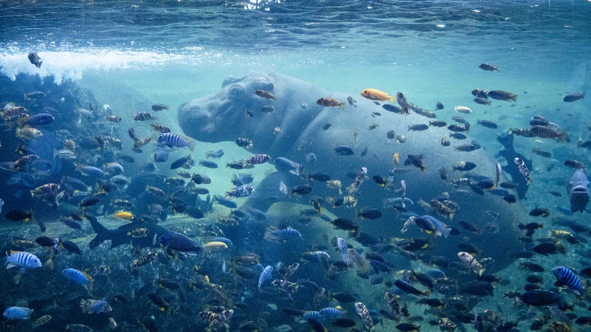 Día de los humedales en Bioparc Valencia