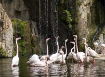 Día de los humedales en Bioparc Valencia