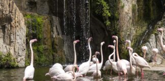 Día de los humedales en Bioparc Valencia