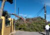 Torrent y Catarroja mantienen activos sus planes de emergencia ante la reactivación del temporal prevista para esta tarde Árbol caído sobre la vía pública tras fuertes vientos en Torrent