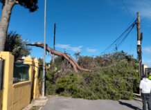 Árbol caído sobre la vía pública tras fuertes vientos en Torrent