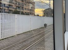 Un jabalí interrumpe el servicio del metro en Burjassot.
