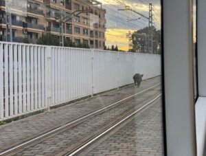 Un jabalí interrumpe el servicio del metro en Burjassot.