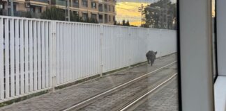 Un jabalí interrumpe el servicio del metro en Burjassot.