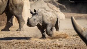 Bioparc Valencia cumple 18 años