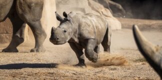 Bioparc Valencia cumple 18 años