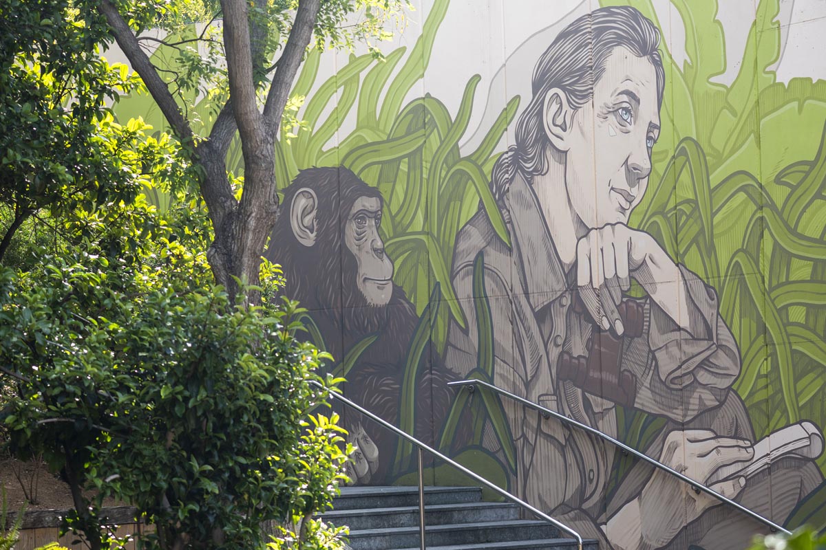 Mural de Jane Goodall junto a un chimpancé en Bioparc Valencia